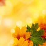 Autumn Ppt Background, Free Autumn Frame Powerpoint With Free Fall Powerpoint Templates