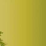 Best 46+ Microsoft Powerpoint Backgrounds On Hipwallpaper Within Microsoft Office Powerpoint Background Templates
